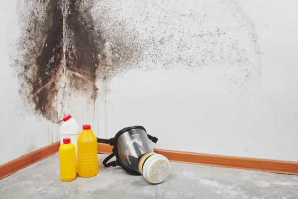Best Mold Removal Company Near Me  in Bangor Base, WA