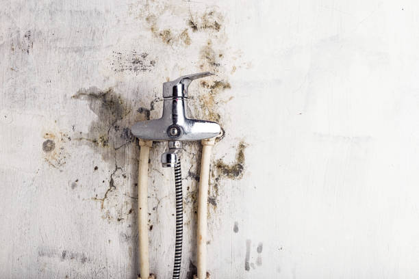 Best Office Mold Removal Services  in Bangor Base, WA