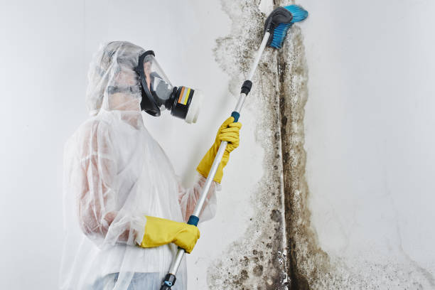 Best Local Mold Removal Service  in Bangor Base, WA