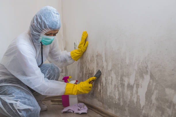 Best Residential Mold Removal  in Bangor Base, WA