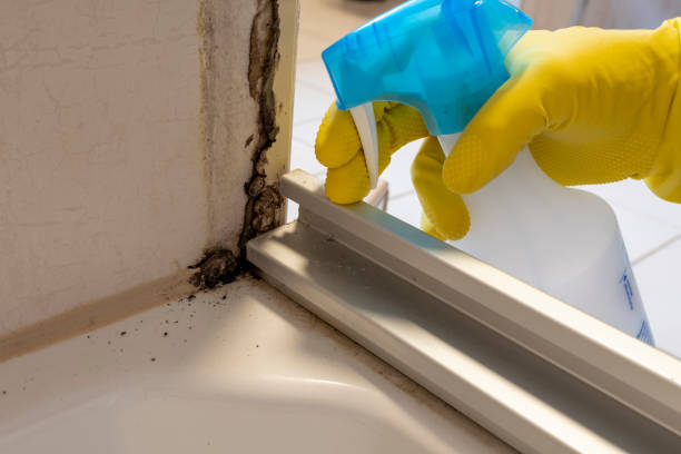 Best Crawl Space Mold Removal  in Bangor Base, WA