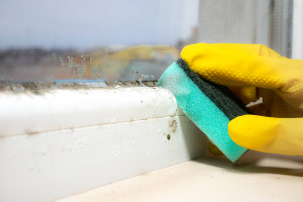 Best Mold Cleaning Services  in Bangor Base, WA