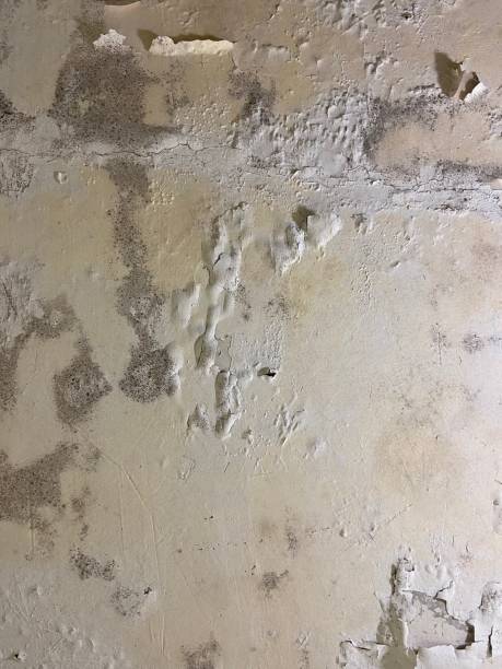 Best Mold Remediation  in Bangor Base, WA