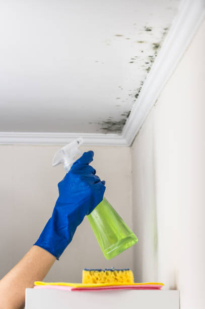 Mold Removal Process in Bangor Base, WA